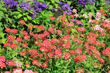 Obraz premium summer riot of flowers