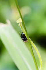 Close up Black single Housefly on the green leaf