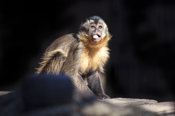 monkey