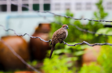 Close up of mini Zebra Dove on the clothes line