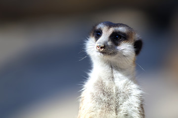 meerkat