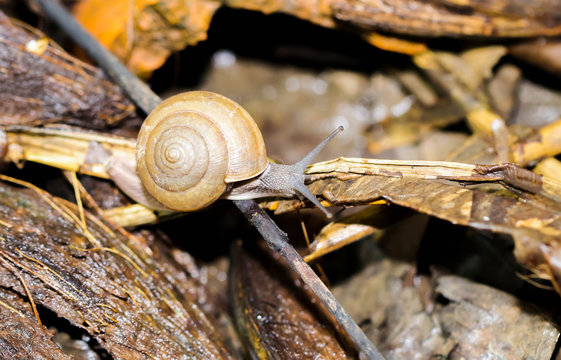 Closeup of small brown Snaile on the floor