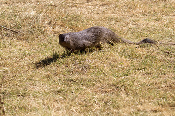   Egyptian mongoose (Spain). Herpestes ichneumon.