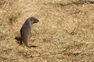   Egyptian mongoose (Spain). Herpestes ichneumon.