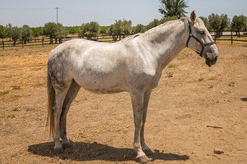 Obraz premium Horses in the Countryside. Exposure of Portuguese Lusitano Horse
