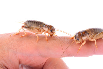 Gryllidae isolated on white background