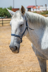 Horses in the Countryside. Exposure of Portuguese Lusitano Horse