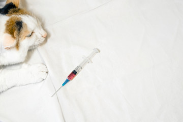 Treatment of a cat. Variegated cat lying on a white mat while waiting for medical attention.