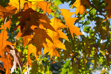 autumn leafs