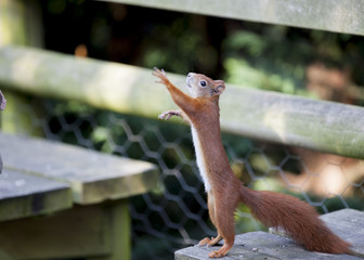 Red squirrel reaching for food