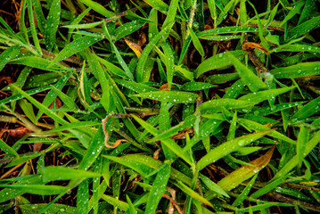 夏雨・雑草の水滴
