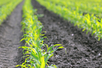 fields