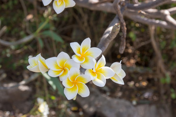 plumaria blossom in summer