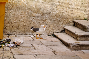 Seagull garbage. The bird - Seagull searching food in plastic bag and bursts garbage, looking for garbage on the city street. Garbage dump seagulls. A hungry gull finds itself with a plastic bag. © zoranlino