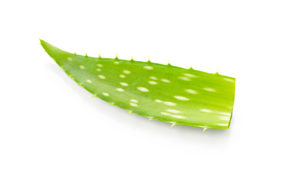 Aloe vera leaf isolated on white background