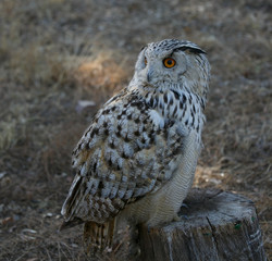 Bubo bubo