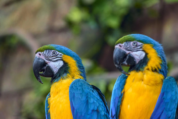 Fototapeta na wymiar beautiful parrot in zoo