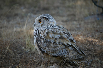 Bubo bubo