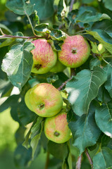 ripe and juicy red green apples on the tree. Country life, gifts of nature