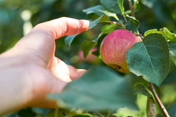 girl hand plucks ripe Apple from a tree. The concept of fresh fruits and gifts of the nature.