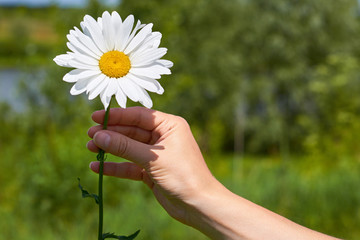 a girl holds chamomile in hand. Big white Daisy with yellow world-renowned place. Health and beauty concept
