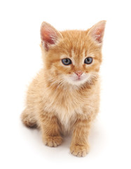 Obraz premium Little kitten.