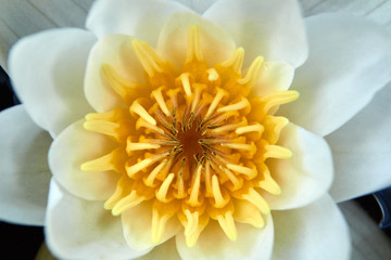 white water lilies with yellow center on the water. Macro photo.