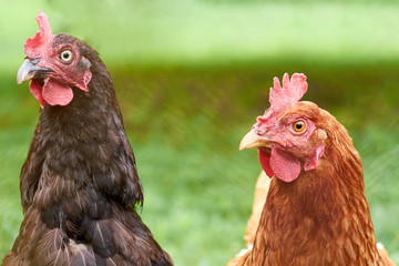 Rural home chickens. Heavy rural labour of growing.