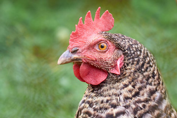 Rural home chickens. Heavy rural labour of growing.
