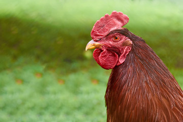 Rural home Rooster walking on the green grass.