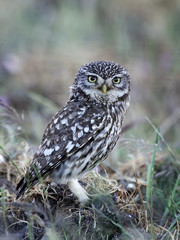 Little owl (Athene noctua)