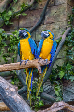 beautiful parrot in zoo