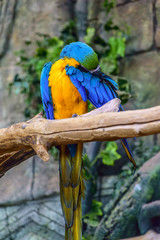 beautiful parrot in zoo