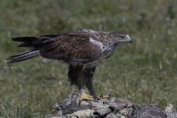 Bonellis eagle (Aquila fasciata)