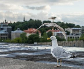Seagull on old building with blur background