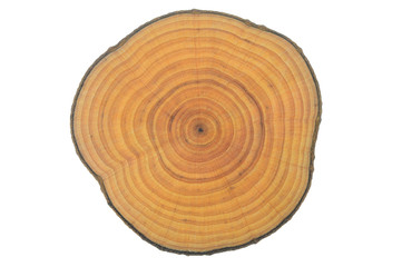 Cross section of the tree