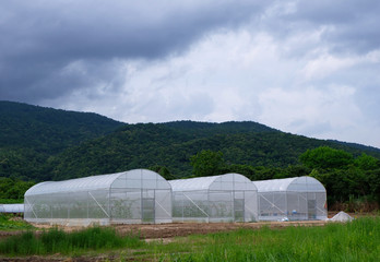 Plants Nursery in Asia.