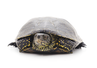 Wild turtle.