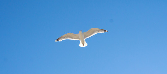 Möwe im Flug