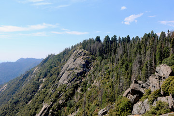 Fototapeta na wymiar Sequoia Mountains