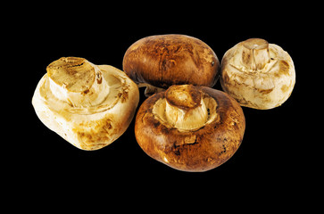 Fresh forest mushrooms on an isolated background