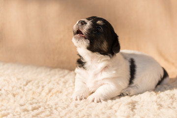 Hunde Welpe - Jack Russell 3 Wochen alt