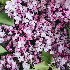 Close-up of purple lilac flowers. Valentine's day or Mother's day background. Flat lay, top view.