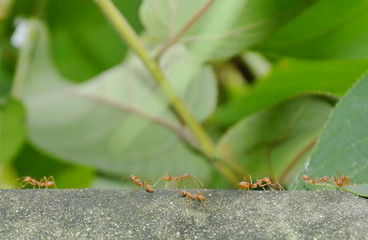 red ant walking on cement wall and communicated with tentacle