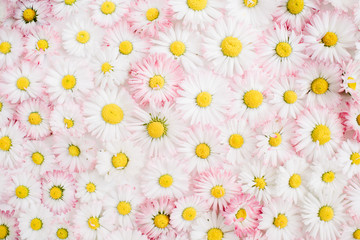 Floral pattern of white and pink chamomile daisy flowers. Flat lay, top view. Floral background....