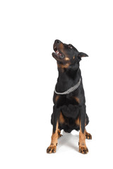 French shepherd dog, white background, front view