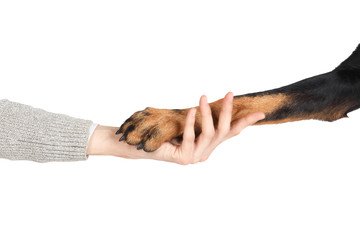Beauceron dog paw in human hand friendship concept
