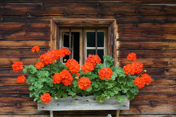 Fototapeta na wymiar Holzfenster mit roten Geranien, Karwendel, Österreich