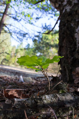 oak seedling