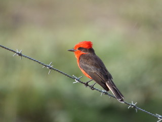 bird1